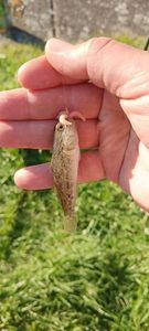 Round Goby