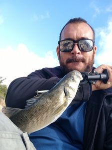 European Bass (Seabass)