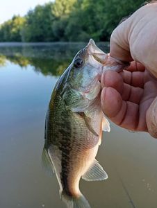 Largemouth Bass