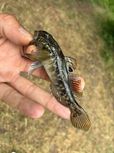 Round Goby