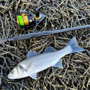 European Bass (Seabass)