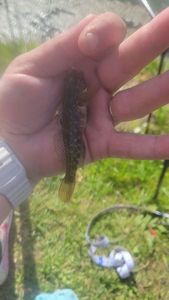 Round Goby