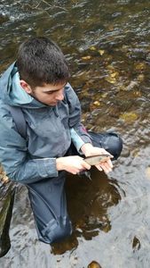 Brown Trout