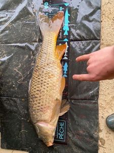 Common Carp