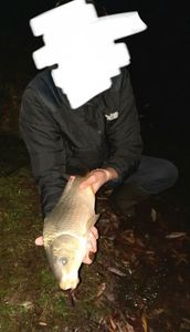 Common Carp