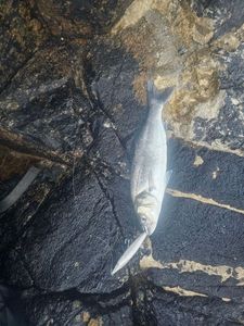 European Bass (Seabass)
