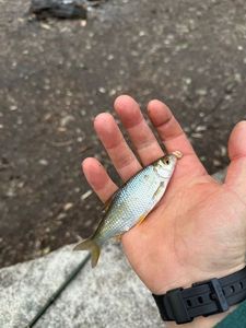 Roach
