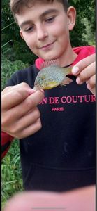 Green Sunfish