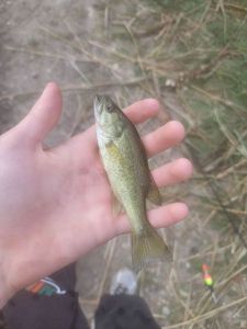 Largemouth Bass