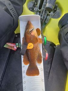 Ballan Wrasse