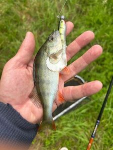 European Perch