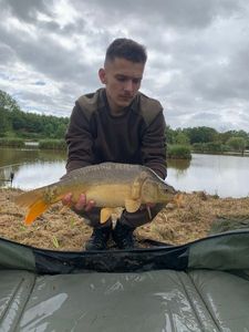 Mirror Carp