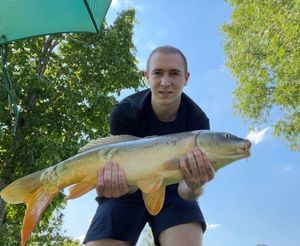 Mirror Carp