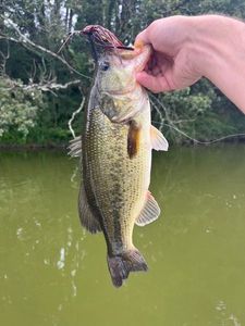 Largemouth Bass