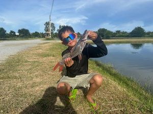 Flatwhiskered Catfish