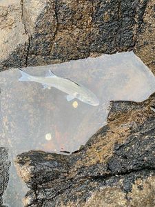 European Bass (Seabass)