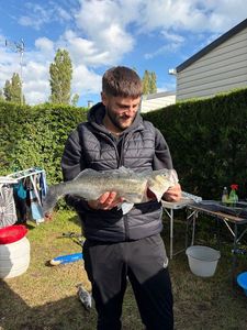 European Bass (Seabass)