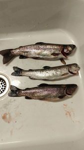 Rainbow Trout