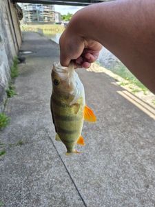 European Perch