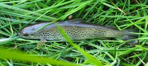 Brown Trout