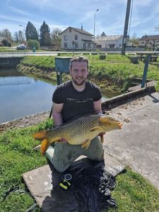 Common Carp