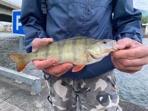 European Perch