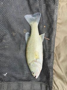 Largemouth Bass