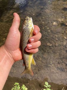 Brown Trout