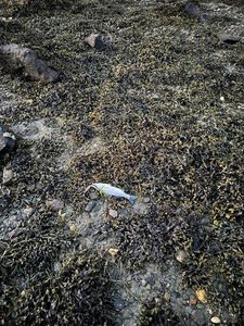 European Bass (Seabass)