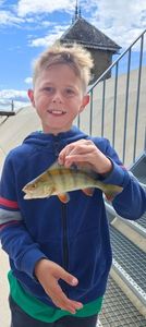 European Perch