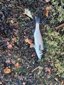 European Bass (Seabass)