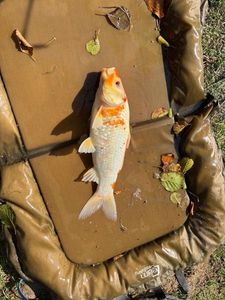 Koï Fish