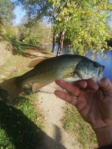 Smallmouth Bass