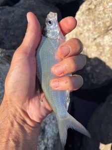 Common Bream