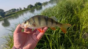 European Perch