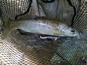 Rainbow Trout