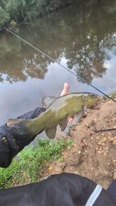 Tench