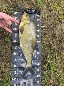 Common Bream