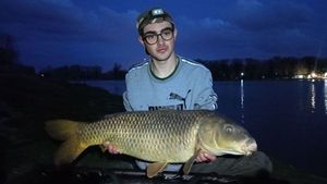Common Carp