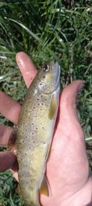 Brown Trout