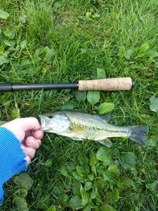Largemouth Bass