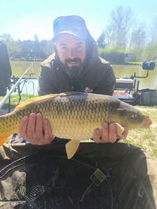 Common Carp