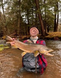 Brown Trout