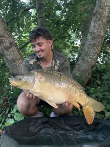 Mirror Carp