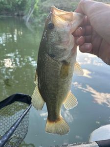 Largemouth Bass