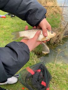 Crucian Carp