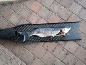 Thicklip Grey Mullet