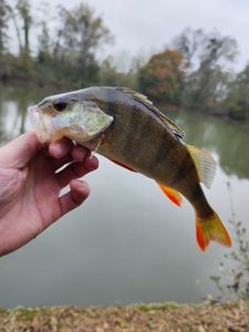 European Perch