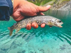 Lake Trout