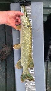 Northern Pike